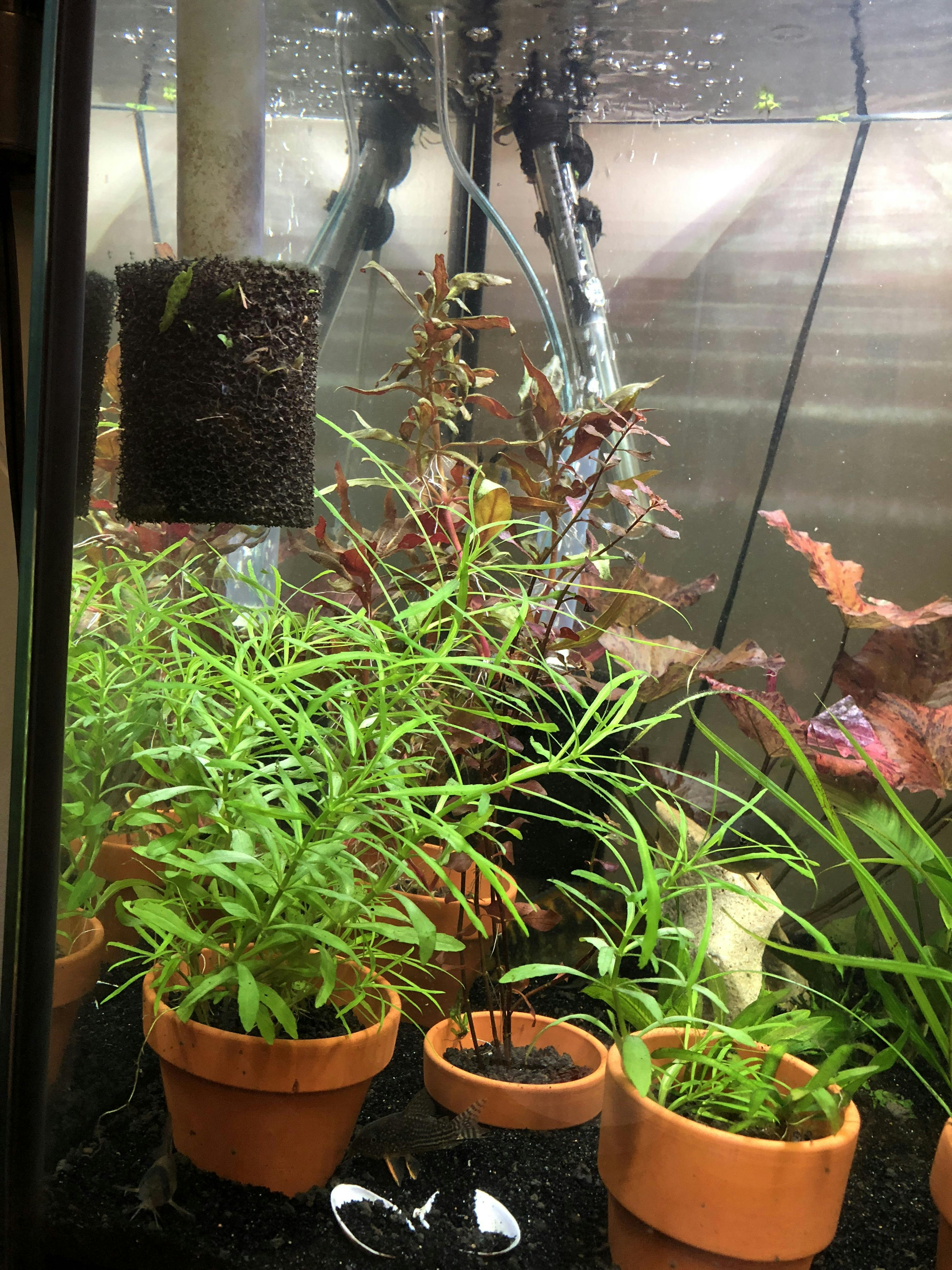 Pogostemon Stellatus Octopus Aquarium CoOp